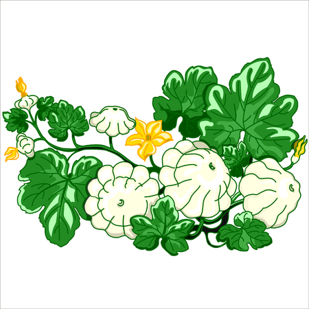 Vector isolated illustration. Patty pan squash. Pattypan squash growing on a white background.のイラスト素材
