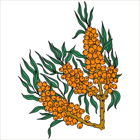 Sea buckthorn berries branch on a white background. Vector illustration.のイラスト素材