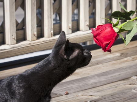Black cat and a roseの写真素材