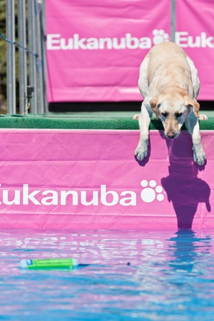 Vail, Colorado, USA - June 3rd 2011 - The Teva Mountain Games - Dockdogs : Big air Wave - Dogs have to do the longest jump in the water to retrieve their favorite toy, but some are hesitating and need motivation...のeditorial素材