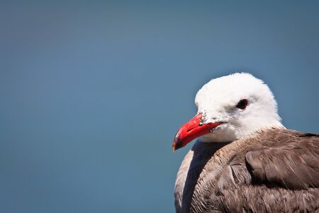 Young Seagull の写真素材