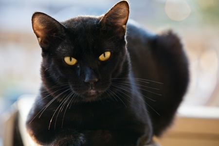 Black catの写真素材