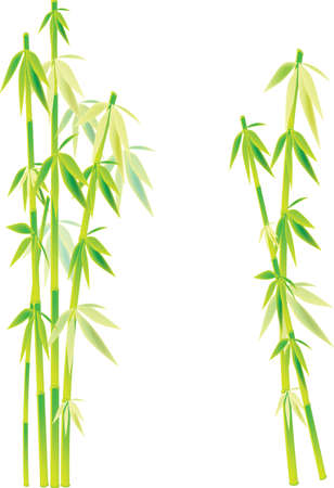 bambooのイラスト素材
