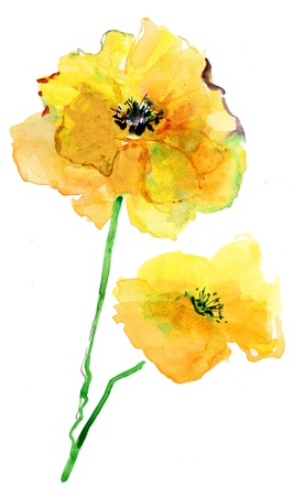 picture of two yelloy flowersの写真素材