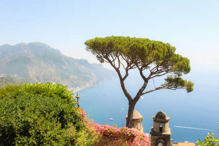 Italian tree in a garden in Ravello, overlooking the scenic Amalfi landscape & coastline, Italy.