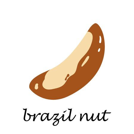 Brazil nut on white background in cartoon style. Flat vector illustration.のイラスト素材
