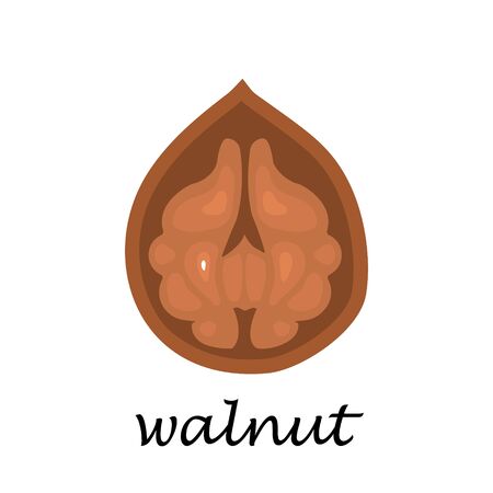 Walnut on white background in cartoon style. Flat vector illustration.のイラスト素材