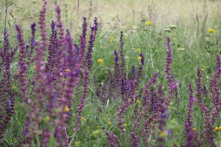 Summer green meadow with purple wildflowers in Ukrainian countryside