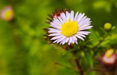 Daisy flowerの写真素材