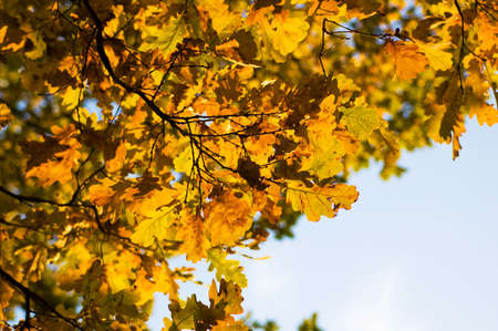 Autumn leaves