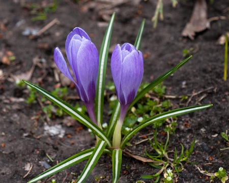 snowdrops crocus flowers