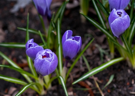 snowdrops crocus flowers