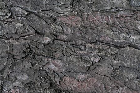 Bark of tree