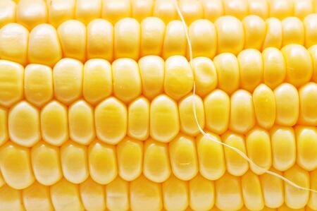 Corn background texture