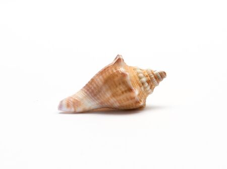 Sea shell