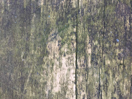 Bark Texture Pattern. Trunk Creative Wooden Texture. Background Bark Texture Pattern. Lichen Macro Gray Design. Hard Organic Bark Board. Tree Texture Wood. Cedar Closeup Texture. Organicの写真素材