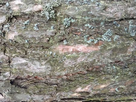 Bark Texture Pattern. Trunk Texture Forest Texture. Background Bark Texture Pattern. Lichen Macro Gray Pattern. Rough Outdoor Stem Board. Tree Creative Tree. Oak Macro Texture. Outdoorの写真素材