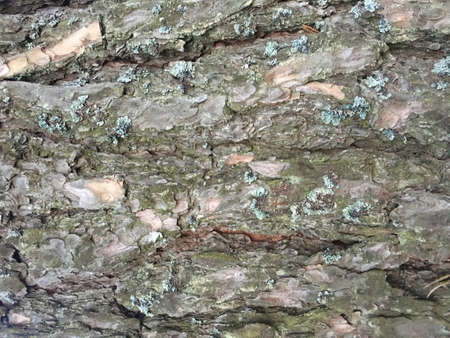 Bark Texture Pattern. Bark Abstract Forest Element. Background Bark Texture Pattern. Plant Macro...