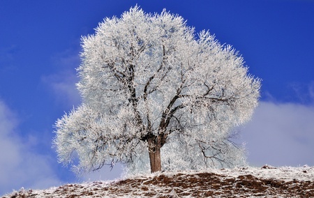 Frozen tree covered by snow, in a clear bright cloudless winter day, somewhere in the countryside.の写真素材