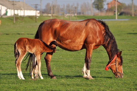 Mare with sucking coltの写真素材