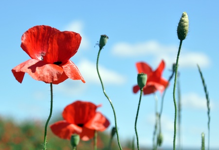 Field with corn-poppy in front of blue skyの写真素材