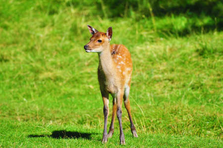 Young deer on green grass backgroundの写真素材