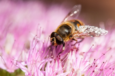 Honey bee in close-up, collecting nectar from a flowerの写真素材