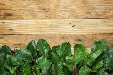Bunch of Fresh Crispy Green Beet Leaves Arranged as Bottom Border on Aged Plank Wood Background....