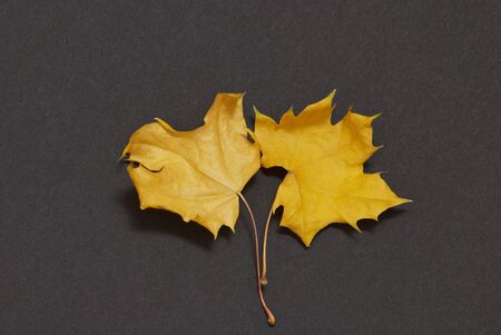 Two maple leaves on a black backgroundの写真素材