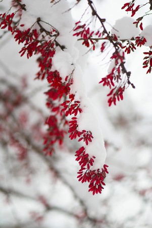 Branches with berries are heaped up by snowの写真素材