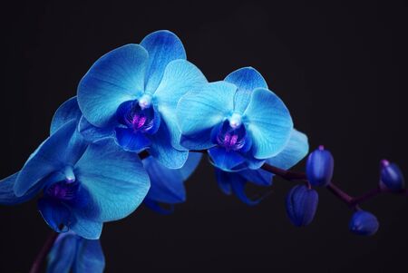 Blue orchid with buds on a black backgroundの写真素材