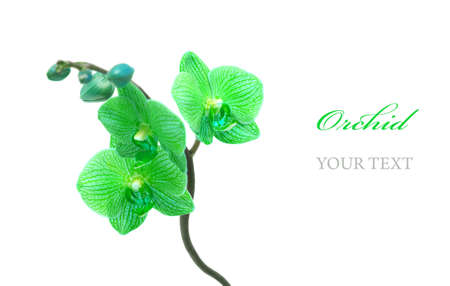 Blue orchid isolated on white backgroundの写真素材