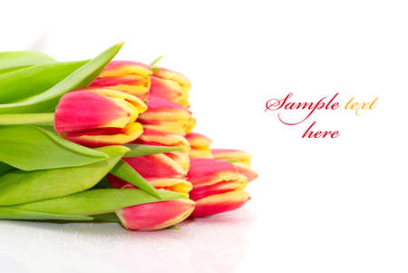 Bouquet of the fresh tulips on white background(With sample text)の写真素材