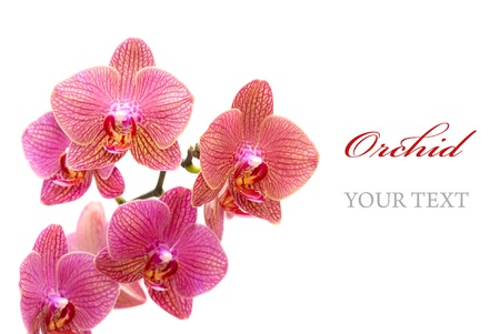 Beautiful pink orchid isolated on white background (with sample text)の写真素材