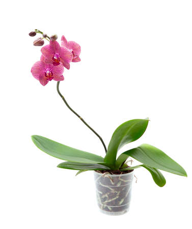 Pink orchid isolated on white backgroundの写真素材