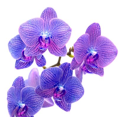 Beautiful blue orchid isolated on white backgroundの写真素材