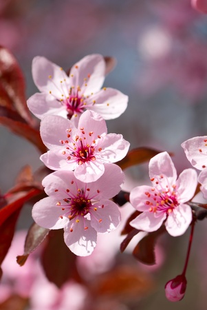 Pink cherry blossom in full bloomの写真素材