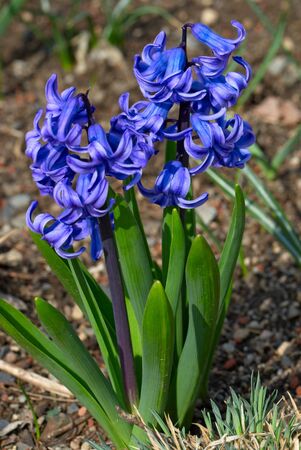 Blue hyacinths (Hyacintus orientalis) flower in bloom. Beautiful spring flora.の写真素材