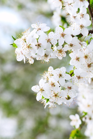 Blooming spring tree background, a close-up of white cherry flowersの写真素材