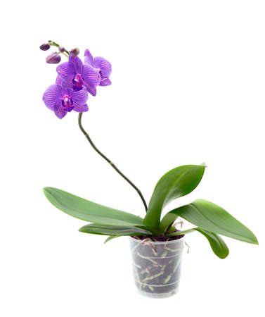 Violet orchid isolated on white backgroundの写真素材