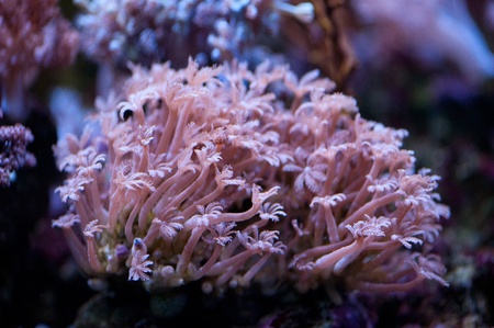 Colorful corals marine life