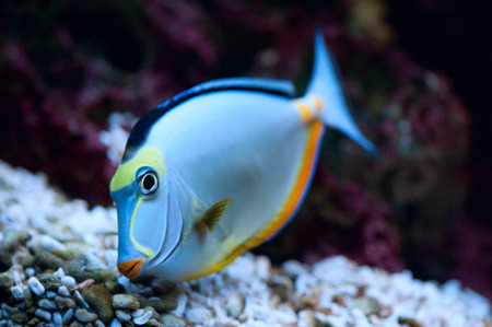 Tropical Fish Naso Tang (Naso lituratus)