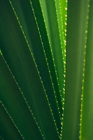 Aloe vera leaves, textured backgroundの写真素材
