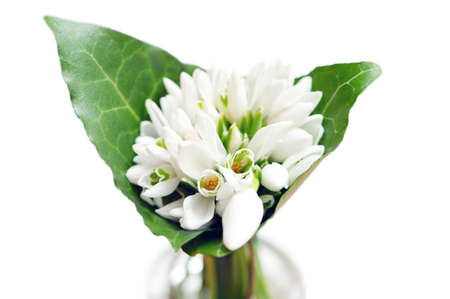Bouquet of first spring flowers isolated on white background