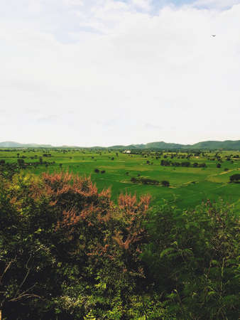 Scenic view of land, trees and rice field from the hillの写真素材