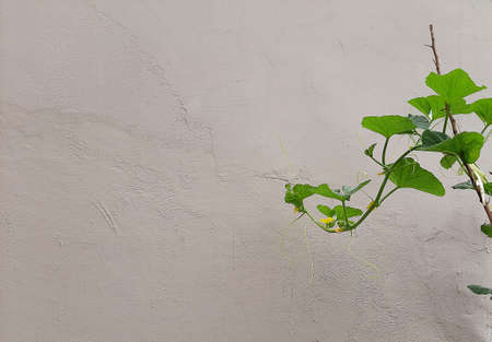 Bud of melon sapling try to find something to hold with have rough wall on background - Copy Spaceの写真素材