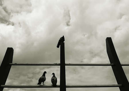 The silhouette of pigeons catching on railing in grey tone color.の写真素材