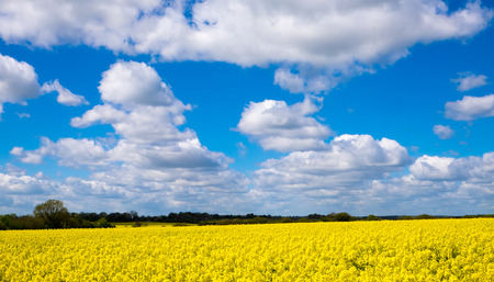 Rape seed field set against the blue cloudy sky.