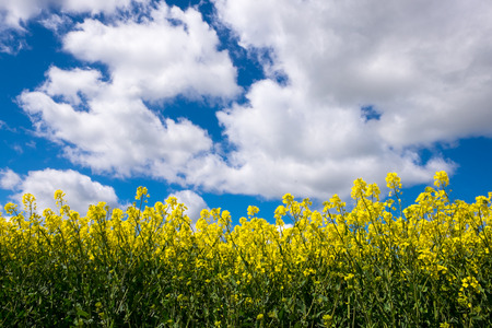 Rape seed field set against the blue cloudy sky. Low position of view looking upwards.の写真素材