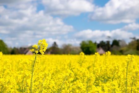 Rape seed field set against the blue cloudy sky. Village in the background.の写真素材